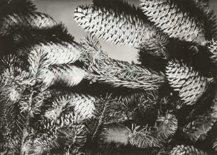 Gemeine Fichte (Picea abies), auch Gewöhnliche Fichte, Rotfichte oder Rottanne. Zweig mit Zapfen