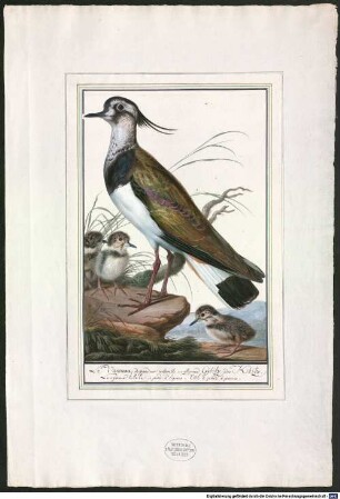 Europäische Vögel, nach der Natur und dem Leben gemalt - BSB Cod.icon. 88