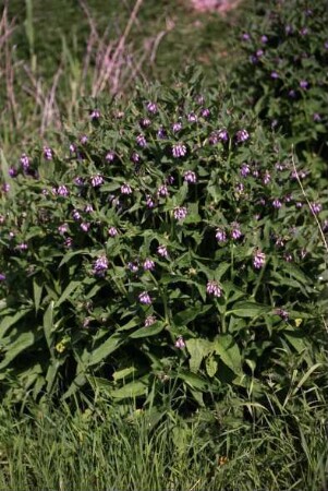 Bargteheider Moor: Heilpflanze Beinwell