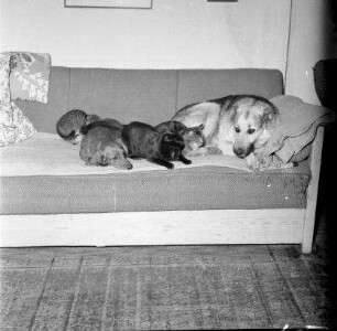Rothenburg. Hunde und Katzen auf einem Sofa