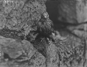 Turmfalke : Schloss Rochlitz. Ausgeflogener Turmfalke (Falco tinnuculus Linnaeus). Jungvogel.