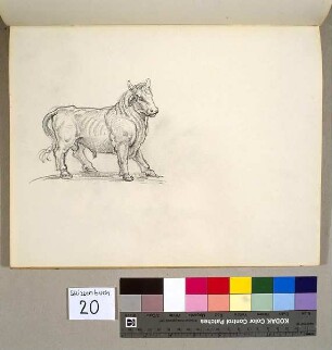 Stier