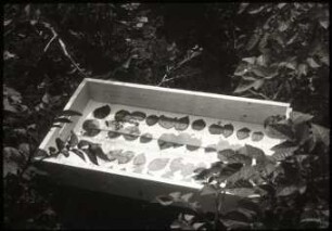 Sprühverteilungsmessung von Insektiziden mit Hilfe von radioaktiven Nukliden