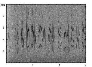 Pirol | Oriolus oriolus - Subsong, Gesang