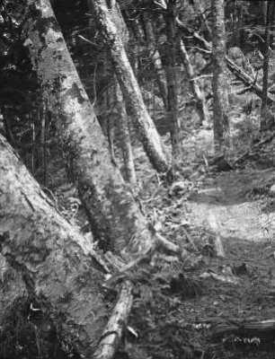 Hochwald am Kisokoma-ga-take : Hochwald am Kisokoma-ga-take. Ansicht der Stämme im Wurzelbereich