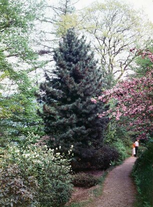 Forstbotanischer Garten Tharandt : Forstbotanischer Garten Tharandt. Besucher auf einem Parkweg