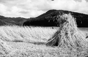 Bollschweil: Getreidegarben; Hintergrund Schwarzwald