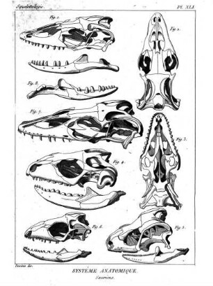 Pl. XLI. Systême Anatomique. Sauriens.