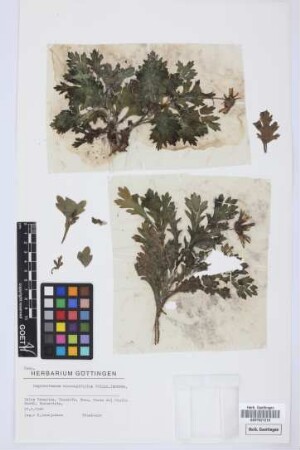 Argyranthemum coronopifolium (Willd.) Humphries