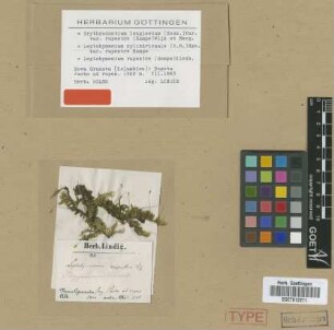 Leptohymenium cylindricaule (Müll.Hal.) Hampe var. Hampe rupestre[type]