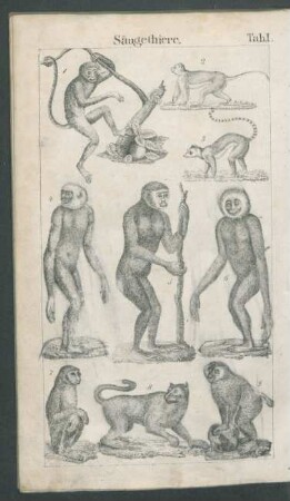 Tafel I. Säugethiere.