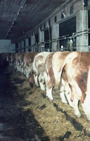 Fotografie: Anbindestall, Kurzstand, Einstreu, Rohrmelkanlage