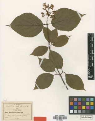 Viburnum caudatum Greenm. [type]