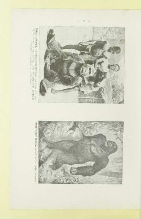 Erlegter Gorilla