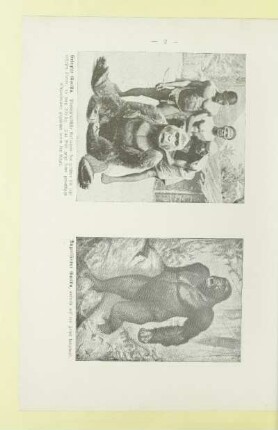 Erlegter Gorilla