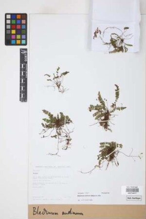 Blechnum andinum (Baker) C.Chr.