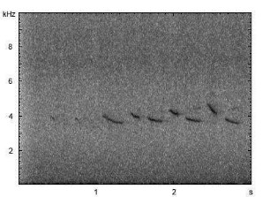Weidenmeise | Poecile montanus - Gesang