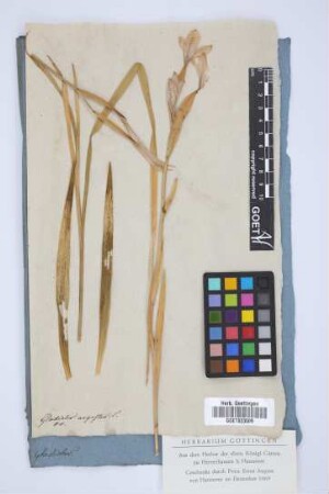 Gladiolus angustus L.