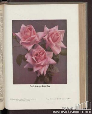 Tee-Hybridrose Dean Hole : 52. Kunstbeilage des "Lehrmeisters im Garten und Kleintierhof", Leipzig