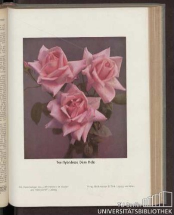 Tee-Hybridrose Dean Hole : 52. Kunstbeilage des "Lehrmeisters im Garten und Kleintierhof", Leipzig