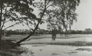 Originalabzug mit Motiv "Golfteich in Heiligendamm", mit Stiften auf Untergrund befestigt