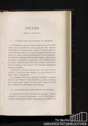 Prunier (Prunus domestica)