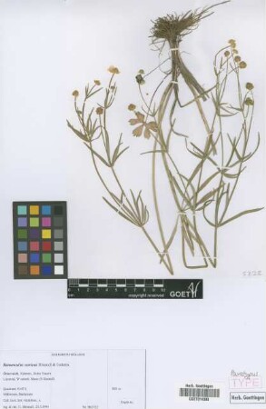 Ranunculus noricus E. H&ouml;randl & W. Gutermann[paratype]