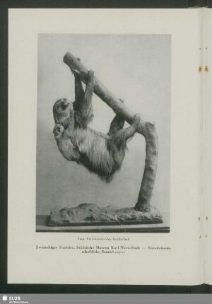 Städtische Museen Karl-Marx-Stadt. Städtische Naturwissenschaftliche Sammlungen