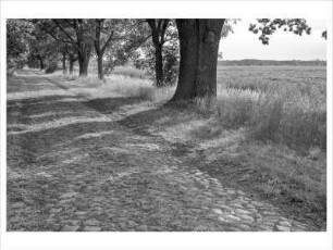 Hackenow-Sachsendorf, Oderbruch, Deutschland, 2020
