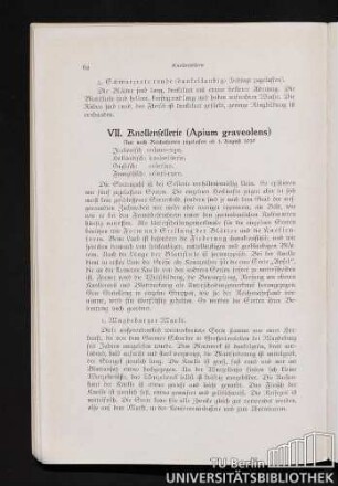 VII. Knollensellerie (Apium graveolens)