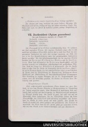 VII. Knollensellerie (Apium graveolens)
