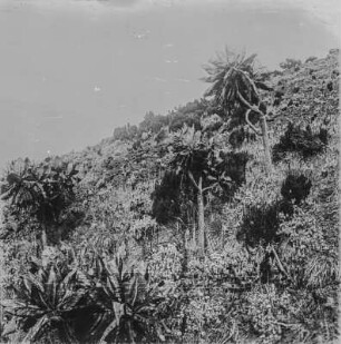 Vegetation der Virunga-Vulkane : Die Vegetationslandschaft am Vulkan Nyiragongo in der Gruppe der Virunga-Vulkane