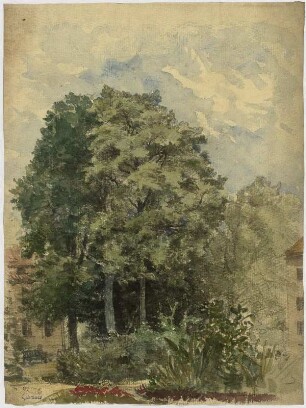 Bäume in einer Stadt, Bäume
