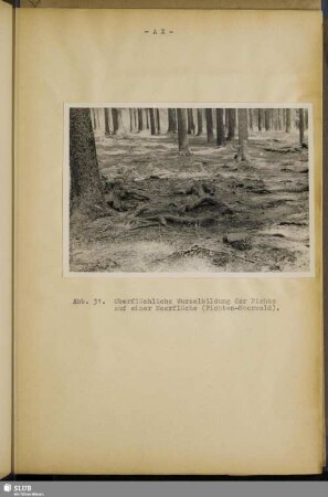 Abb. 31. Oberflächliche Wurzelbildung der Fichte auf einer Moorfläche (Fichten-Moorwald)