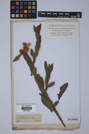 Centaurea seridis L.