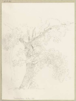 Alter Baum
