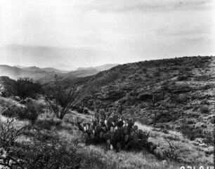 Vegetation bei Phoenix (Transkontinentalexkursion der American Geographical Society durch die USA 1912)