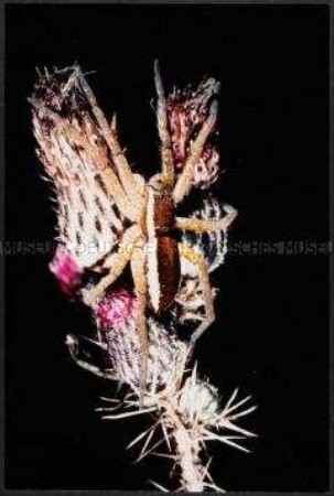 Braune Spinne auf Distel in Nahaufnahme (Altersgruppe 14-17)