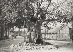 Uralte Eiche in Tornow bei Eberswalde