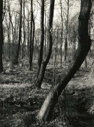 Erlenbruch. Ortelsdorfer Hechtteich bei Frankenberg