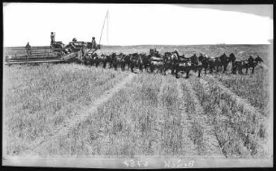 Kings County, Kalifornien. Harvesting Wheat near Tulare Lake