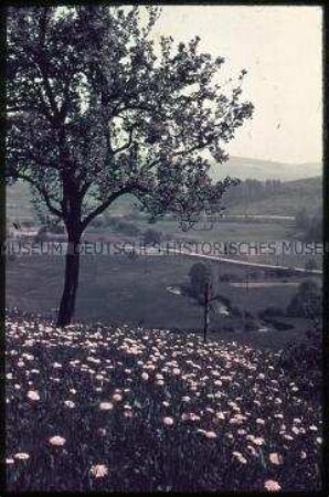Landschaft mit Löwenzahnwiese