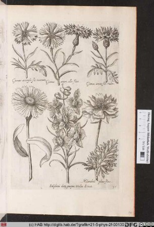 [Rittersporn und Kornblumen]