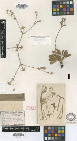 Eryngium nudicaule Lam. var. ctenodes Griseb.