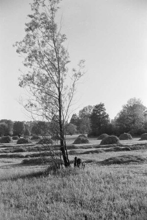 Spreewald um 1940. Heuschober auf den Wiesen. : Błóta wokoło 1940. Synowe kopjena ,,Stogi" na łukach.