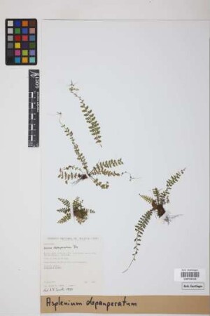 Asplenium depauperatum Fée
