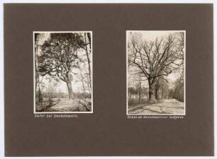 Referenzmappe 3/17 des Fotografen Walter Möbius : Mappenblatt 69 mit zwei Fotografien (Kiefer an den Großbaselitzer Teichen und Eiche am Deutschbaselitzer Großteich)