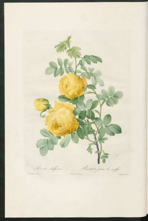 Rosa Sulfurea. Rosier jaune de souffre. Langlois sculp.