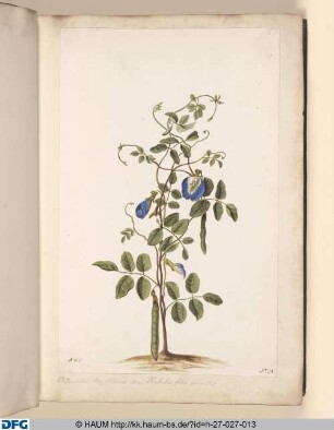 Clitoris; five: flos clitorius. item: Phufeolus foliis pinnatis.