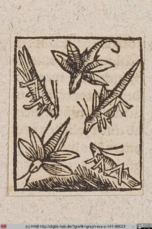 Insekten.